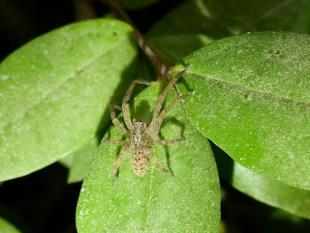 Passeggiate aracnologiche (di notte)